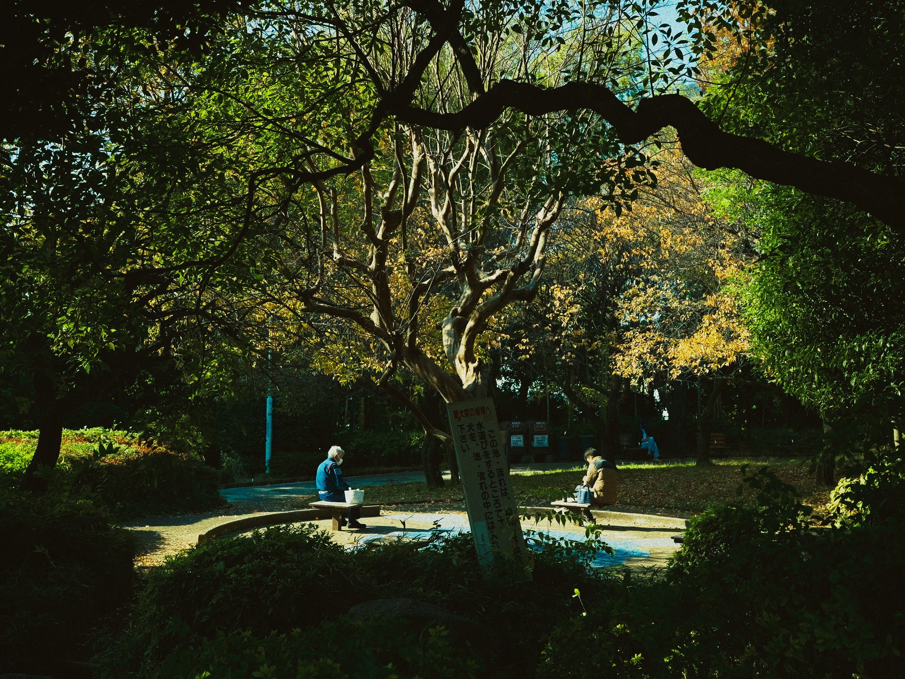 Two men pause by the pond, sun through autumn leaves.